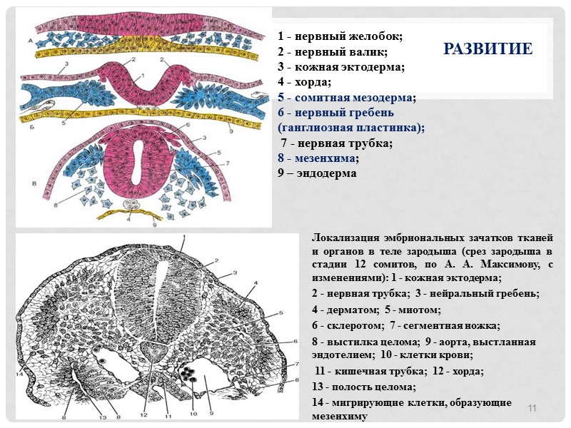 Развитие  Локализация эмбриональных зачатков тканей и органов в теле зародыша (срез зародыша в